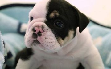 This Puppy’s Story Will Break Your Heart…