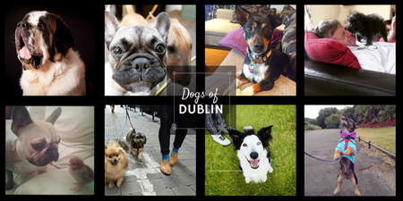 This Could Be Our New Favourite Website…