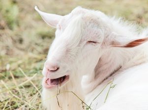 Irish Lad Gets A Selfie With A Goat… And It’s Made Our Day