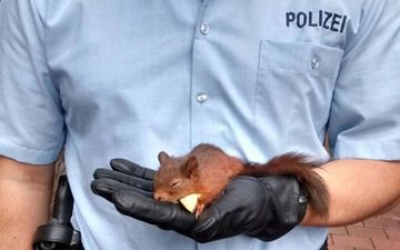 Squirrel Arrested After Woman Complained it was “Stalking” Her
