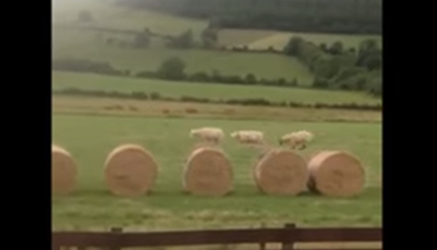 WATCH: Three Lambs Playing On Bales of Hay Is The Only Thing You Need To See Today