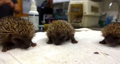 VIDEO: Baby Hedgehogs Prove That Sneezing Can Be Cute