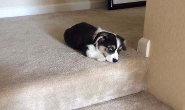 VIDEO: Nine-Week-Old Puppy Tackles The Stairs And It’s TOO CUTE