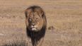 US Dentist Releases Statement After Paying $50,000 to Hunt and Kill Cecil the Lion