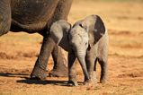 8 surprising facts that prove elephants are the greatest animals on earth