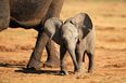 8 surprising facts that prove elephants are the greatest animals on earth