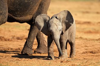 8 surprising facts that prove elephants are the greatest animals on earth