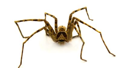 Irish Woman In Amputation Scare After Being Bitten By A False Widow Spider