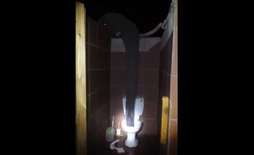 VIDEO: Imagine Going To The Bathroom And Meeting An…Elephant