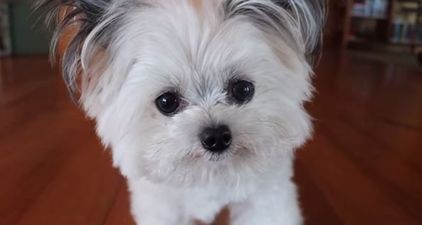 VIDEO: Norbert Might Just Be The Cutest Dog We’ve Ever Seen