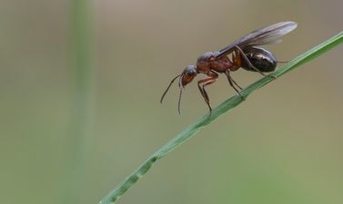 Flying Ants Invade Coronation Street Set