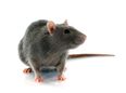 PIC: The Size Of This Dead Rat Found In North Dublin Is The Stuff Of Nightmares