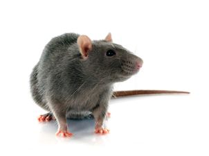 PIC: The Size Of This Dead Rat Found In North Dublin Is The Stuff Of Nightmares