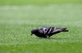 The GAA Has Waged War On Rogue Pigeons At Croker