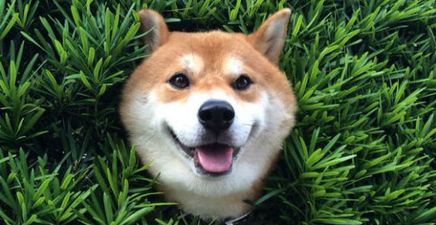 PIC: This Dog Got Stuck In A Hedge But He’s The Happiest Puppy In Town