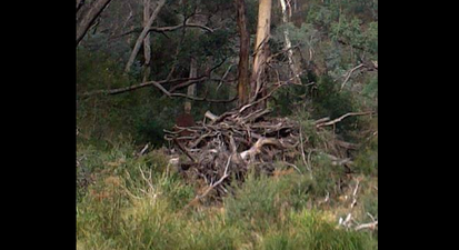 PIC: Can You See The Ghost In The Woods That Shocked One Hiking Photographer?