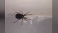 WATCH: This Video Of An Explosion Of Spiders Will Make Your Skin Crawl