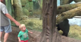 VIDEO: Two-Year-Old Boy Plays Peek-A-Boo With Baby Gorilla