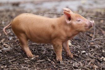 Just Look at the Latest Arrivals to Dublin Zoo