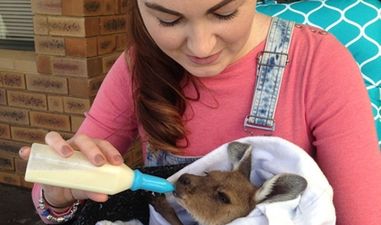 Irish Vet Nurse Living in Australia Fosters Baby Kangaroo