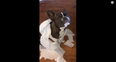 WATCH: Dog Rats On His Mate After Toilet Paper Incident