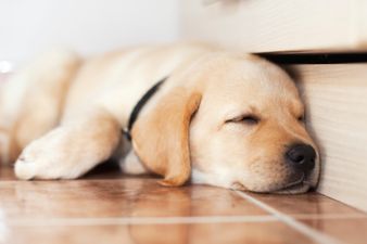 Is This The World’s Neediest Dog?