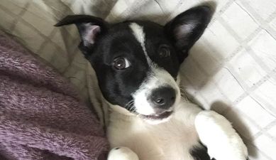 An Irish Couple Rescued This Puppy And Inspired Something Incredible