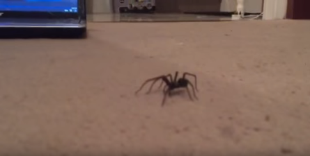 WATCH: This Spider Found In An Irish Home Moves Terrifyingly Fast