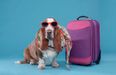 It May Have Just Gotten Easier To Take Your Dog On Holiday