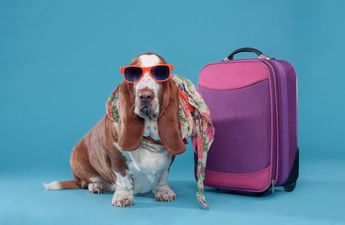 It May Have Just Gotten Easier To Take Your Dog On Holiday