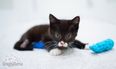 This Disabled Kitten Will Break Your Heart