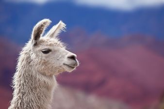 Road Users Beware… Look What’s Roaming The Streets Of Offaly Today