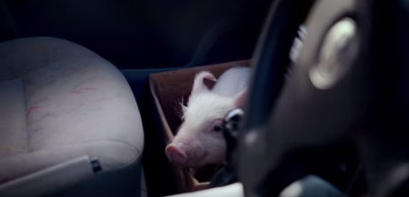 WATCH: Meet The Pig That’s Captured The Hearts of The Nation