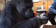 VIDEO: Koko the Gorilla Adopts Two New Kittens