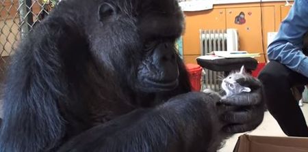 VIDEO: Koko the Gorilla Adopts Two New Kittens