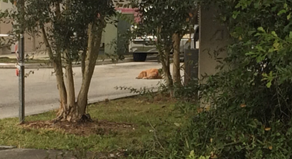 Rescue Dog Found Lying In The Spot His Owner Was Killed