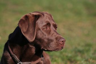 A Dog Has Shot His Owner in The US