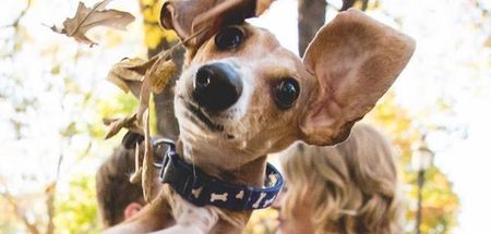 This Dog REALLY Wanted To Be In His Owners’ Engagement Picture