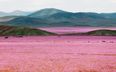 Photos: The Driest Place On Earth Has Been Transformed Into A Sea of Pink Flowers