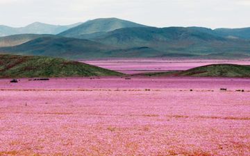 Photos: The Driest Place On Earth Has Been Transformed Into A Sea of Pink Flowers