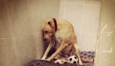 This Heartbreaking Snap Of A Dog Returned To A Shelter Is Exactly Why You Should Think Before You Adopt