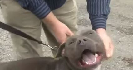 Dog Who Went Missing in Texas Six Months Ago Turns Up 2,000 Miles Away