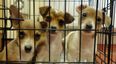 Puppies are being smuggled into Britain from illegal farms in Ireland
