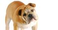 Here Are the Top 10 Most Popular Pet Dog Breeds