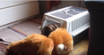 WATCH: Adorable Little Dog Wants Nothing More Than To Bring His Teddy Into The Kennel With Him