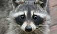 PIC: Nothing To See Here – Just A Raccoon On A Leash In Carlow Last Night…