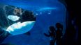 Seaworld Announces Plans To “Phase Out” Killer Whale Show For Good