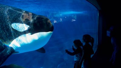 Seaworld Announces Plans To “Phase Out” Killer Whale Show For Good