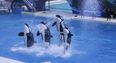 SeaWorld Announces That It Will Stop Breeding Orca Whales