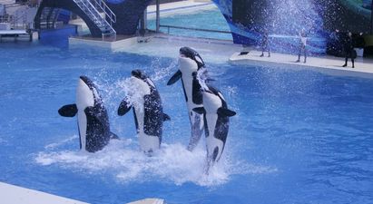 SeaWorld Announces That It Will Stop Breeding Orca Whales